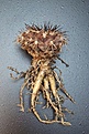 Нажмите на изображение для увеличения.

Название:	Copiapoa_echinoides.jpg
Просмотров:	328
Размер:	287.3 Кб
ID:	345618