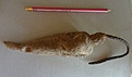 Нажмите на изображение для увеличения.

Название:	PterocactustuberosusVG825.JPG
Просмотров:	261
Размер:	139.0 Кб
ID:	345621