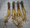 Нажмите на изображение для увеличения.

Название:	Turbinicarpus_pseudopectinatus_v._jarmillae.jpg
Просмотров:	260
Размер:	134.6 Кб
ID:	345625