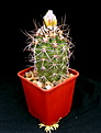 Нажмите на изображение для увеличения.

Название:	Copiapoa_bridgesii_KK1399.jpg
Просмотров:	363
Размер:	71.5 Кб
ID:	345627