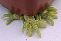Нажмите на изображение для увеличения.

Название:	Copiapoa_bridgesii_KK1399...jpg
Просмотров:	268
Размер:	138.8 Кб
ID:	345628