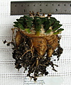 Нажмите на изображение для увеличения.

Название:	Ariocarpus kotschoubeyanus v.elephantidens.JPG
Просмотров:	372
Размер:	147.8 Кб
ID:	345646