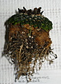 Нажмите на изображение для увеличения.

Название:	Ariocarpus kotschoubeyanus var.albiforus..JPG
Просмотров:	362
Размер:	113.6 Кб
ID:	345648