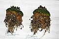 Нажмите на изображение для увеличения.

Название:	Ariocarpus kotschoubeyanus var.albiforus 1.JPG
Просмотров:	350
Размер:	120.6 Кб
ID:	345650