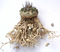 Нажмите на изображение для увеличения.

Название:	Copiapoa_humilis_roots.jpg
Просмотров:	330
Размер:	148.9 Кб
ID:	345665