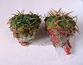 Нажмите на изображение для увеличения.

Название:	Gymnocalycium_catamarcense.jpg
Просмотров:	386
Размер:	124.1 Кб
ID:	345678
