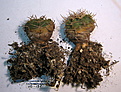 Нажмите на изображение для увеличения.

Название:	Gymnocalycium_catamarcense2.jpg
Просмотров:	396
Размер:	185.3 Кб
ID:	345679