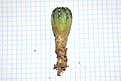 Нажмите на изображение для увеличения.

Название:	Echinocereus pulchellus.jpg
Просмотров:	262
Размер:	218.8 Кб
ID:	345715