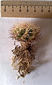 Нажмите на изображение для увеличения.

Название:	Thelocactus_bicolor_var._schottii.jpg
Просмотров:	257
Размер:	170.9 Кб
ID:	345716