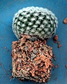 Нажмите на изображение для увеличения.

Название:	Mammillaria candida_9y_24.7.13.jpg
Просмотров:	348
Размер:	128.6 Кб
ID:	345722