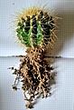 Нажмите на изображение для увеличения.

Название:	Echinocactus grusonii.jpg
Просмотров:	221
Размер:	247.8 Кб
ID:	345733