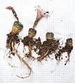 Нажмите на изображение для увеличения.

Название:	Gymnocalycium_poeschlii_nataliae_STO526-1.jpg
Просмотров:	375
Размер:	198.2 Кб
ID:	345781