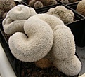 Нажмите на изображение для увеличения.

Название:	Mammillaria egregia.jpg
Просмотров:	182
Размер:	61.1 Кб
ID:	345798