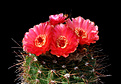 Нажмите на изображение для увеличения.

Название:	Notocactus ottonis_vencluiaanus.jpg
Просмотров:	188
Размер:	142.6 Кб
ID:	345802