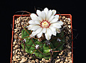 Нажмите на изображение для увеличения.

Название:	Gymnocalycium sp..jpg
Просмотров:	197
Размер:	148.7 Кб
ID:	345803