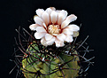 Нажмите на изображение для увеличения.

Название:	Gymnocalycium sp.1.jpg
Просмотров:	181
Размер:	115.4 Кб
ID:	345804