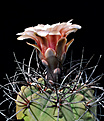 Нажмите на изображение для увеличения.

Название:	Gymnocalycium sp.2.jpg
Просмотров:	191
Размер:	142.0 Кб
ID:	345805