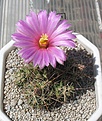 Нажмите на изображение для увеличения.

Название:	Coryphantha_macromeris_SB841_8y.JPG
Просмотров:	194
Размер:	203.8 Кб
ID:	345806