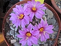 Нажмите на изображение для увеличения.

Название:	Mammillaria shumannii.JPG
Просмотров:	190
Размер:	102.9 Кб
ID:	345812