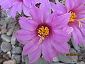 Нажмите на изображение для увеличения.

Название:	Mammillaria shumannii 1.JPG
Просмотров:	188
Размер:	104.3 Кб
ID:	345813