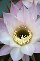 Нажмите на изображение для увеличения.

Название:	Echinopsis_spec.jpg
Просмотров:	165
Размер:	200.7 Кб
ID:	346004