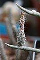 Нажмите на изображение для увеличения.

Название:	Astrophytum_caput-medusae.jpg
Просмотров:	158
Размер:	170.4 Кб
ID:	346034