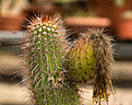 Нажмите на изображение для увеличения.

Название:	Trichocereus.jpg
Просмотров:	128
Размер:	189.2 Кб
ID:	346047
