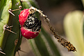 Нажмите на изображение для увеличения.

Название:	Trichocereus-2.jpg
Просмотров:	138
Размер:	217.8 Кб
ID:	346048