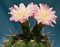 Нажмите на изображение для увеличения.

Название:	Gymnocalycium denudatum forma.jpg
Просмотров:	137
Размер:	222.5 Кб
ID:	346054