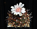 Нажмите на изображение для увеличения.

Название:	Gymnocalycium nidulans AW.jpg
Просмотров:	222
Размер:	138.1 Кб
ID:	346075