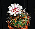Нажмите на изображение для увеличения.

Название:	Gymnocalycium spegazzinii.jpg
Просмотров:	200
Размер:	148.5 Кб
ID:	346076