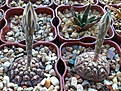 Нажмите на изображение для увеличения.

Название:	Gymnocalycium_ragonesii.jpg
Просмотров:	155
Размер:	234.0 Кб
ID:	346098