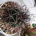 Нажмите на изображение для увеличения.

Название:	Gymnocalycium_saglionis.jpg
Просмотров:	158
Размер:	227.6 Кб
ID:	346099