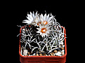 Нажмите на изображение для увеличения.

Название:	Turbinicarpus sp..jpg
Просмотров:	190
Размер:	125.9 Кб
ID:	346102