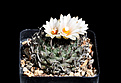 Нажмите на изображение для увеличения.

Название:	Turbinicarpus lev.jpg
Просмотров:	197
Размер:	102.8 Кб
ID:	346104