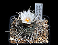 Нажмите на изображение для увеличения.

Название:	Turbinicarpus schwarzii.jpg
Просмотров:	187
Размер:	166.9 Кб
ID:	346105