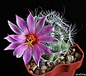Нажмите на изображение для увеличения.

Название:	Mammillaria insularis.JPG
Просмотров:	194
Размер:	180.0 Кб
ID:	346110