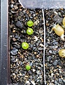 Нажмите на изображение для увеличения.

Название:	seedlings.jpg
Просмотров:	299
Размер:	248.7 Кб
ID:	346123