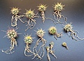 Нажмите на изображение для увеличения.

Название:	Ferocactus.jpg
Просмотров:	339
Размер:	239.5 Кб
ID:	346131