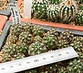 Нажмите на изображение для увеличения.

Название:	IMG_7225.jpg
Просмотров:	376
Размер:	222.1 Кб
ID:	346137