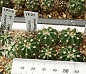 Нажмите на изображение для увеличения.

Название:	IMG_7227.jpg
Просмотров:	386
Размер:	166.7 Кб
ID:	346138
