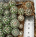 Нажмите на изображение для увеличения.

Название:	IMG_7240.jpg
Просмотров:	399
Размер:	224.7 Кб
ID:	346147