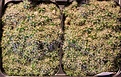 Нажмите на изображение для увеличения.

Название:	Trichocereus_terscheckii.jpg
Просмотров:	387
Размер:	232.0 Кб
ID:	346155