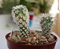 Нажмите на изображение для увеличения.

Название:	Gymnocactus_beguinii- v_senilis.jpg
Просмотров:	426
Размер:	103.9 Кб
ID:	346197