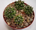 Нажмите на изображение для увеличения.

Название:	Mammillaria_roseoalba_SB_285.jpg
Просмотров:	394
Размер:	116.4 Кб
ID:	346198