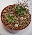 Нажмите на изображение для увеличения.

Название:	Mammillaria_zeyeriana_SB_445.jpg
Просмотров:	408
Размер:	128.1 Кб
ID:	346199