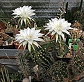 Нажмите на изображение для увеличения.

Название:	Echinopsis_spec.jpg
Просмотров:	131
Размер:	218.5 Кб
ID:	346284