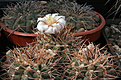 Нажмите на изображение для увеличения.

Название:	Gymnocalycium_intertexum_GN.jpg
Просмотров:	370
Размер:	222.8 Кб
ID:	346286