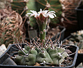 Нажмите на изображение для увеличения.

Название:	Gymnocalycium_ochoterenae_VG250.jpg
Просмотров:	376
Размер:	177.5 Кб
ID:	346287