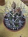 Нажмите на изображение для увеличения.

Название:	Astrophytum capricorne.jpg
Просмотров:	129
Размер:	113.6 Кб
ID:	346289